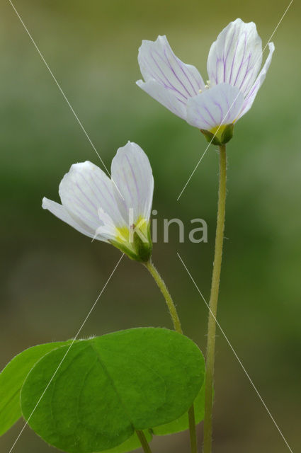 Witte klaverzuring (Oxalis acetosella)