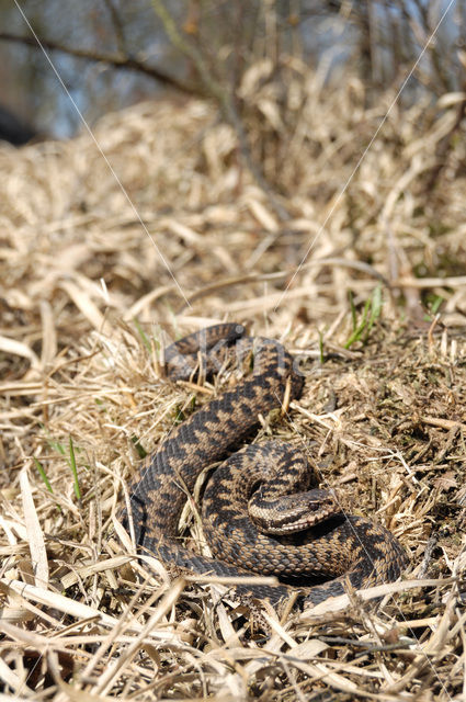 Adder (Vipera berus)