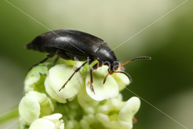 Anaspis frontalis