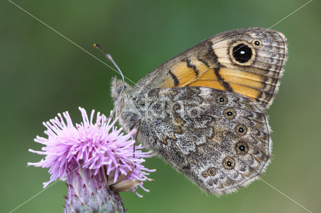 Argusvlinder (Lasiommata megera)