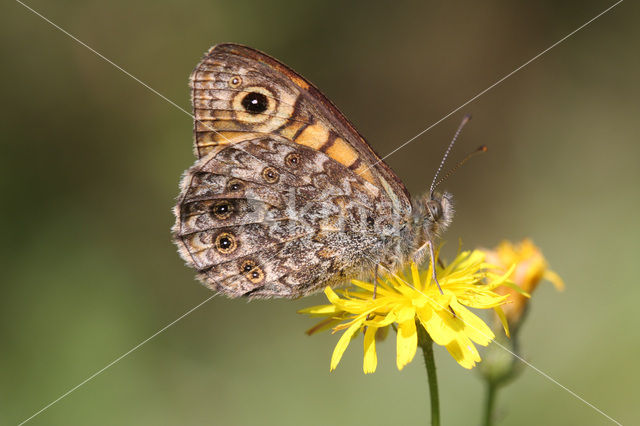 Wall Brown (Lasiommata megera)