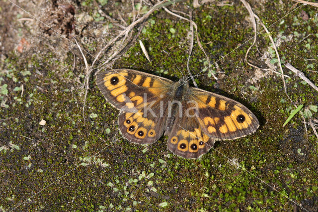 Wall Brown (Lasiommata megera)