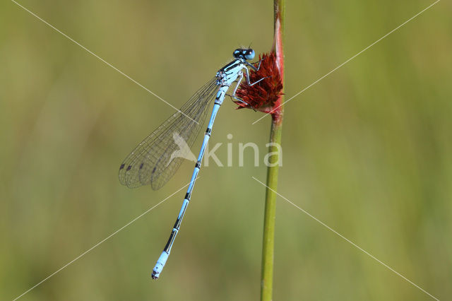 Azuurwaterjuffer (Coenagrion puella)