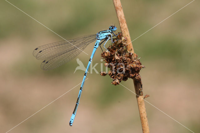 Azuurwaterjuffer (Coenagrion puella)