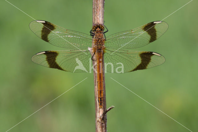 Bandheidelibel (Sympetrum pedemontanum)