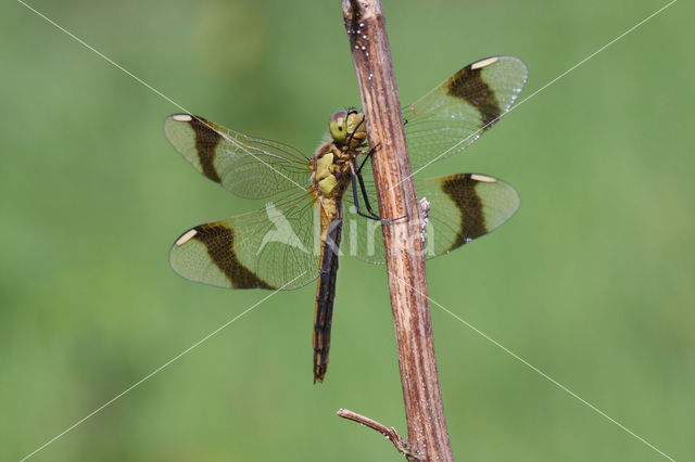 Bandheidelibel (Sympetrum pedemontanum)