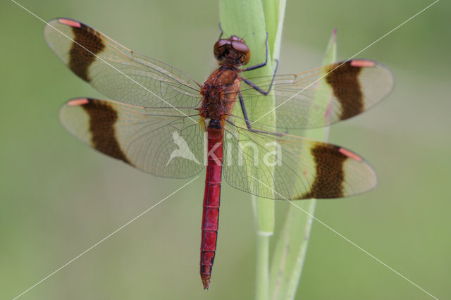 Bandheidelibel (Sympetrum pedemontanum)