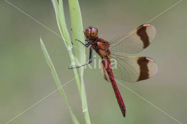 Bandheidelibel (Sympetrum pedemontanum)