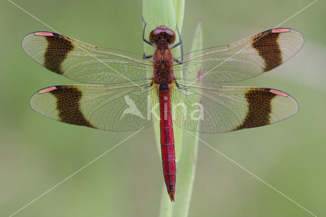 Bandheidelibel (Sympetrum pedemontanum)