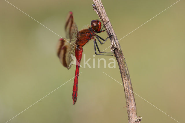 Bandheidelibel (Sympetrum pedemontanum)