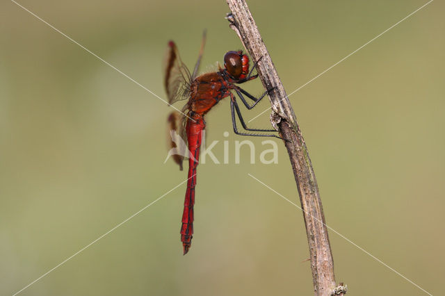 Bandheidelibel (Sympetrum pedemontanum)