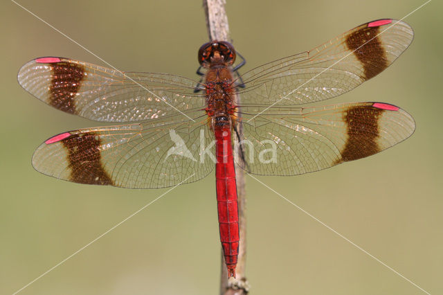 Bandheidelibel (Sympetrum pedemontanum)