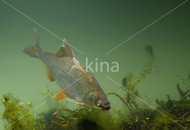 Blankvoorn (Rutilus rutilus)