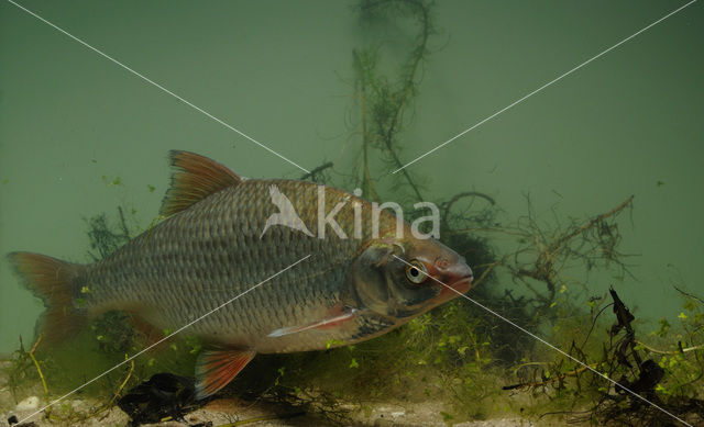 Blankvoorn (Rutilus rutilus)