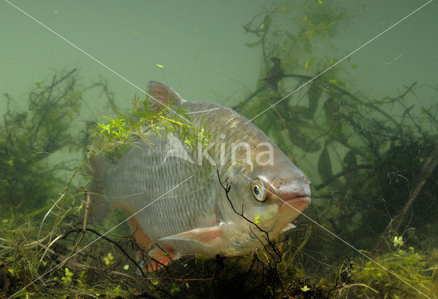 Blankvoorn (Rutilus rutilus)