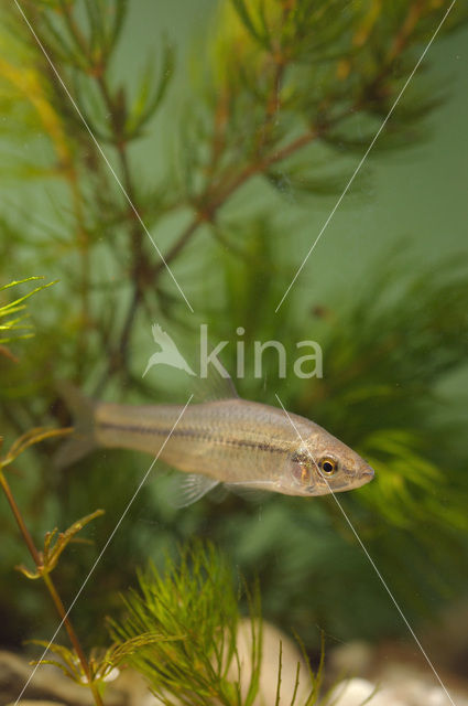 Blauwband (Pseudorasbora parva)