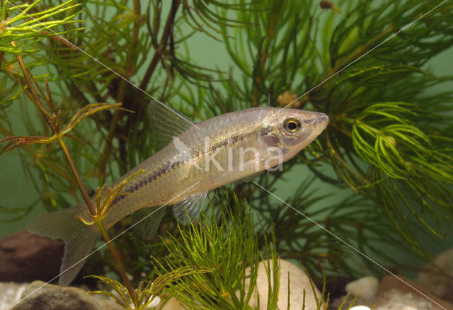 Topmouth gudgeon (Pseudorasbora parva)