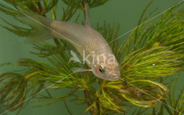 Topmouth gudgeon (Pseudorasbora parva)