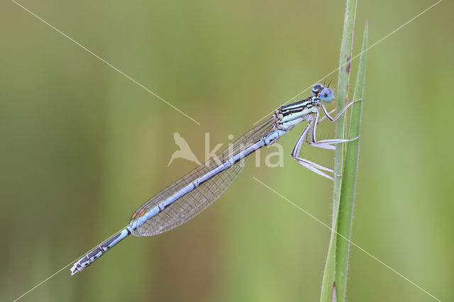 Blauwe breedscheenjuffer (Platycnemis pennipes)