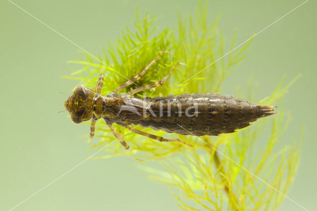 Blauwe glazenmaker (Aeshna cyanea)