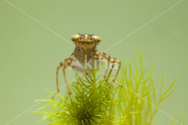 Blauwe glazenmaker (Aeshna cyanea)