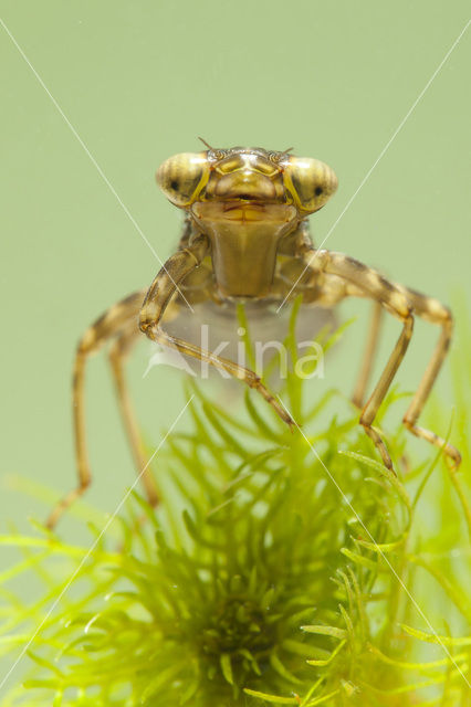 Blauwe glazenmaker (Aeshna cyanea)