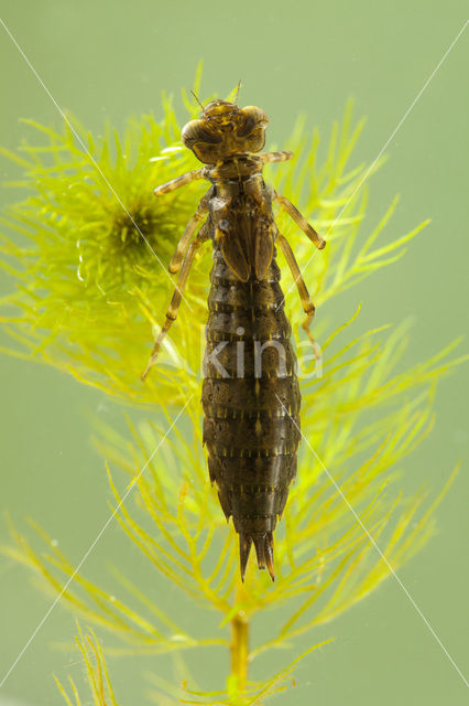 Blauwe glazenmaker (Aeshna cyanea)