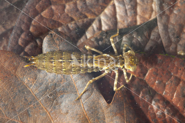 Blauwe glazenmaker (Aeshna cyanea)