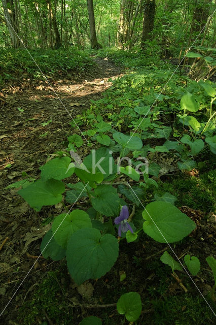 Bleeksporig bosviooltje (Viola riviniana)