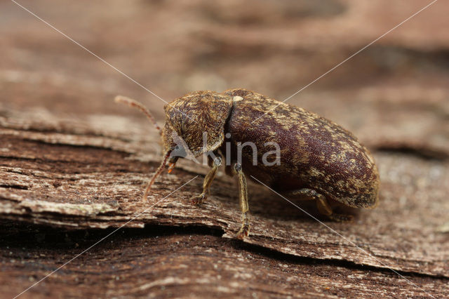 Bonte Klopkever (Xestobium rufovillosum)