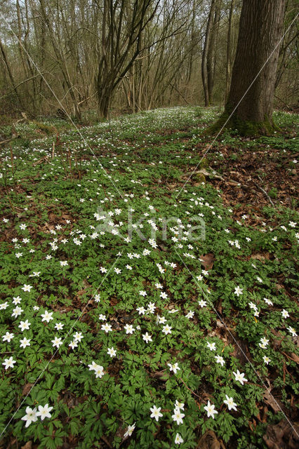 Bosanemoon (Anemone nemorosa)