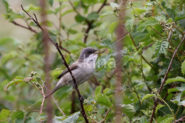 Braamsluiper (Sylvia curruca)