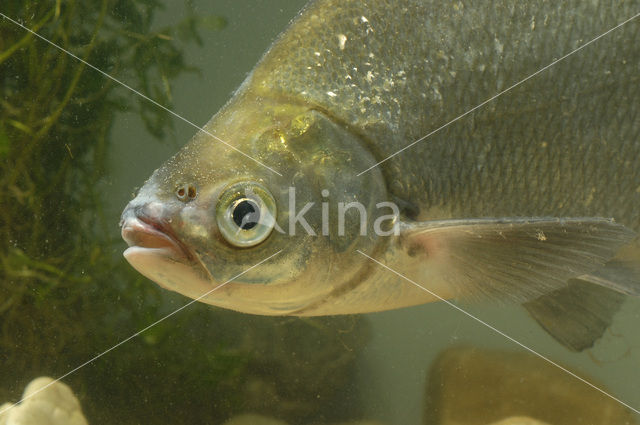 Brasemblei (Abramis ballerus)