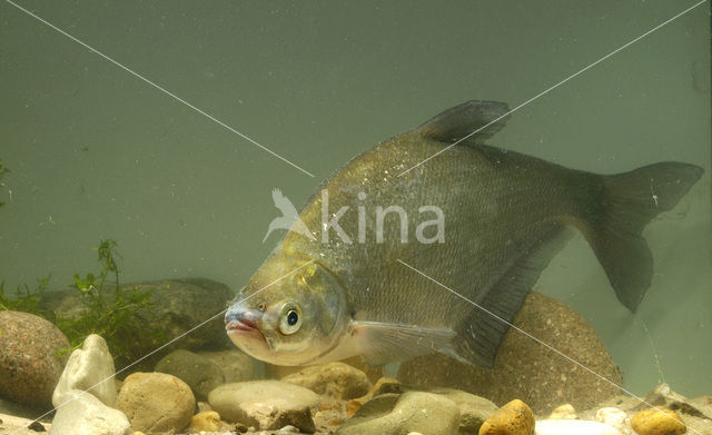 Brasemblei (Abramis ballerus)