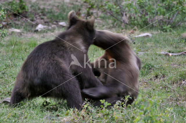 Bruine beer (Ursus arctos)