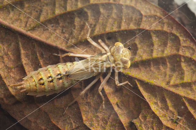 Bruine glazenmaker (Aeshna grandis)