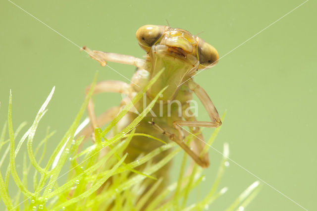 Bruine glazenmaker (Aeshna grandis)