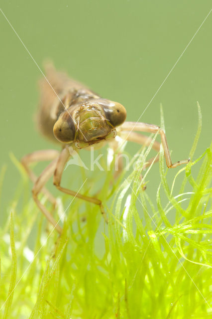 Bruine glazenmaker (Aeshna grandis)