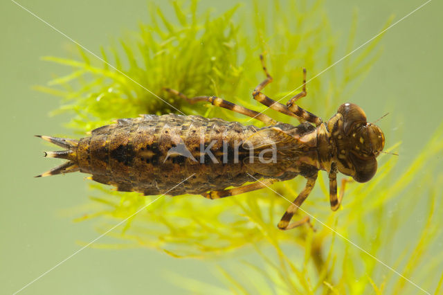 Bruine glazenmaker (Aeshna grandis)