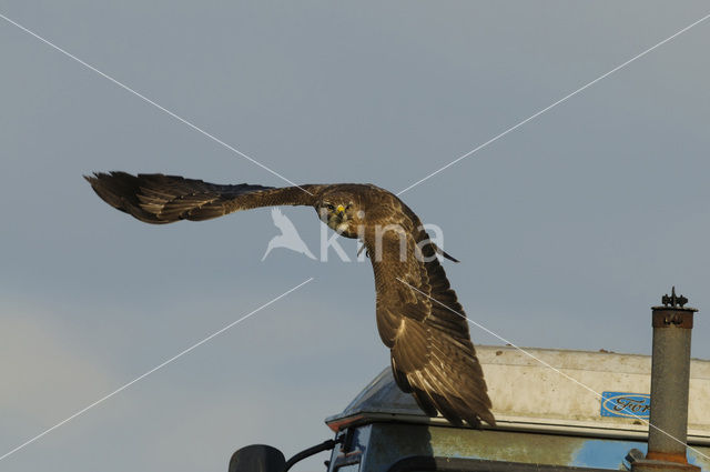 Buizerd (Buteo buteo)