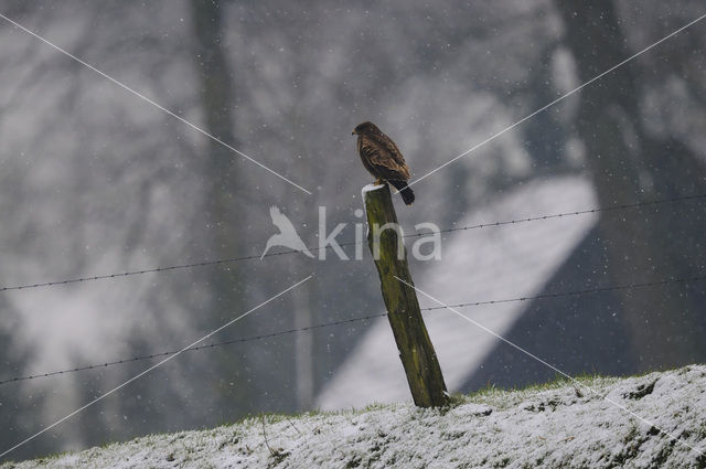 Buizerd (Buteo buteo)