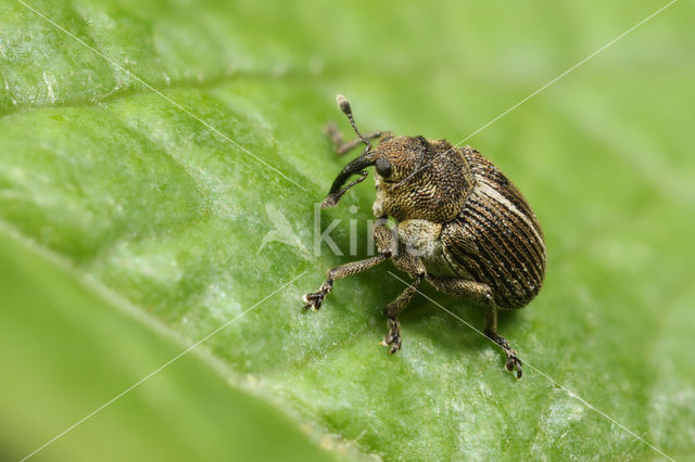 Ceutorhynchus typhae