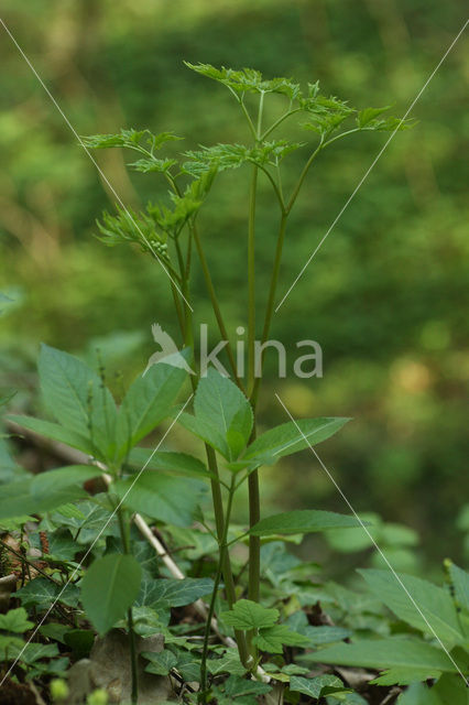 Christoffelkruid (Actaea spicata)