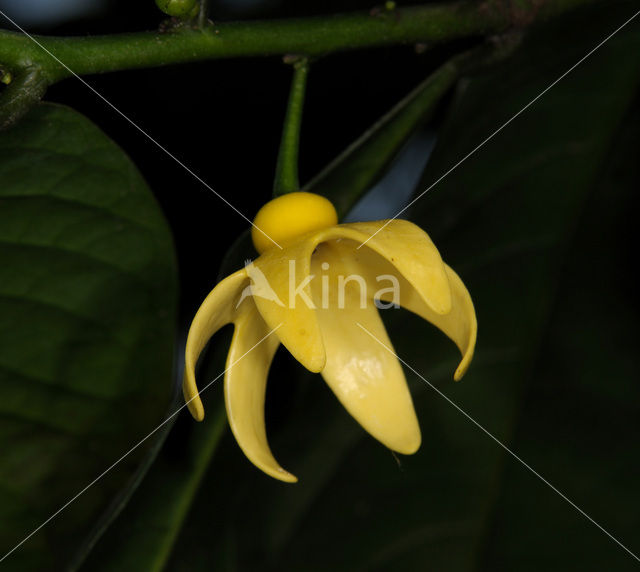 climbing ilang-ilang (Artabotrys hexapetalus)