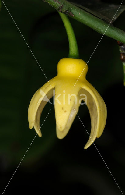 climbing ilang-ilang (Artabotrys hexapetalus)