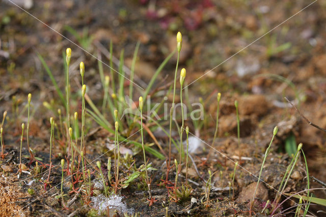 Draadgentiaan (Cicendia filiformis)