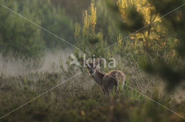 Edelhert (Cervus elaphus)