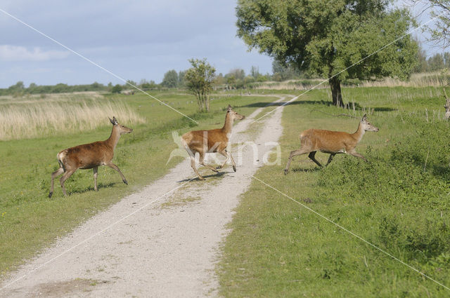 Edelhert (Cervus elaphus)