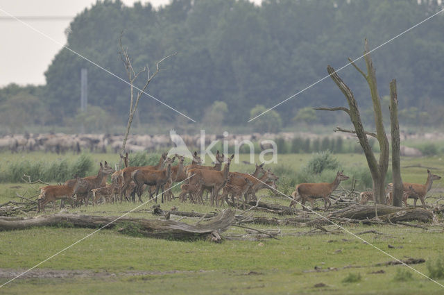 Edelhert (Cervus elaphus)