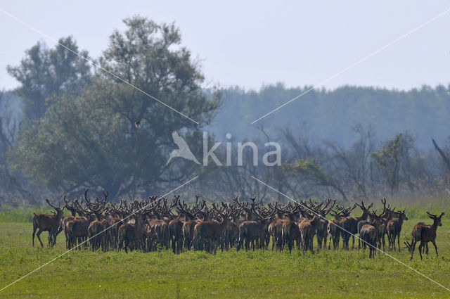 Edelhert (Cervus elaphus)